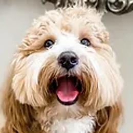 Jax - Goldendoodle