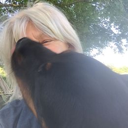 Rottweiler All Grown Up from Sweetgum Farm