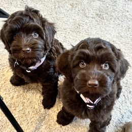 Australian Labradoodle Puppies from Sun Canyon Australian Labradoodles