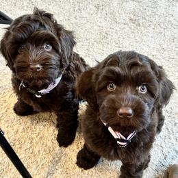 Australian Labradoodle Puppies from Sun Canyon Australian Labradoodles
