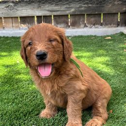 Dark Green Male - Red  male Goldendoodle puppy in Texas from Twin Valley Goldendoodles