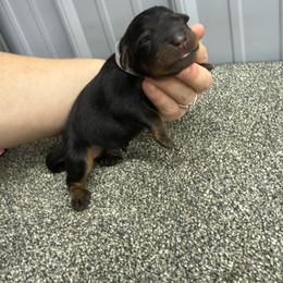 Gray - Black and rust female Beauceron puppy in Floyd’s Knobs, Indiana from Birdwing Beaucerons