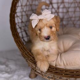 Pancake - Yellow and white female Bernedoodle puppy in Sweetwater, Florida from Sandy Snout Doodles