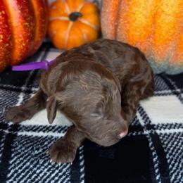 Violet - Chocolate female Goldendoodle puppy in Hobbs, New Mexico from Penny Doodles