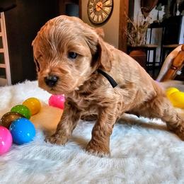 Mack - Red  male Goldendoodle puppy in Forest, Ohio from Mini Doodle Buddies