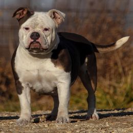 Mouse - American Bully