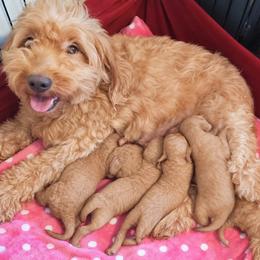 Sissy - Goldendoodle