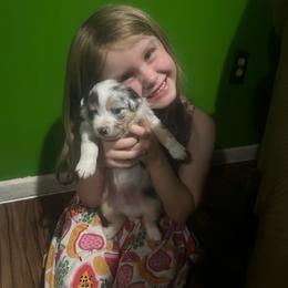 Nimbus - Blue merle male Miniature Australian Shepherd puppy in Interlachen, Florida from Lucky Bones Miniature Australian Shepherds