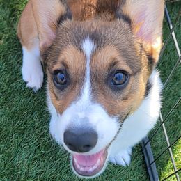 Pembroke Welsh Corgi Puppies from Point Conception Corgis