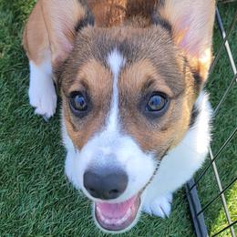 Pembroke Welsh Corgi Puppies from Point Conception Corgis