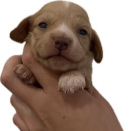 6000 Female Cream Longhair - Cream female Dachshund puppy in El Paso, Texas from InnerVision K9 & Dachs