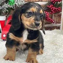Norah - Dapple female Dachshund puppy in Industry, Illinois from KDKs Kennels