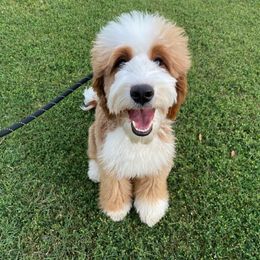 Roxy - Bernedoodle