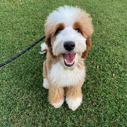 Roxy - Bernedoodle