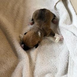 Pearl - Fawn female Pembroke Welsh Corgi puppy in Beaverton, Oregon from Pordr Corgis