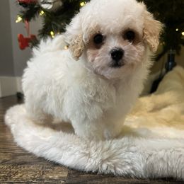 Ben - White male Maltipoo puppy in Royse City, Texas from Cleveland's Poodles