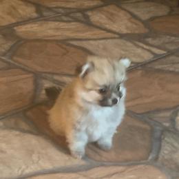 Girl 2 - Orange parti female Pomeranian puppy in Gotha, Florida from Jazzi’s Poms