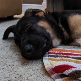 German Shepherd Puppies from Frankenhaus German Shepherds