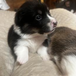 8 - Black and tan female Pembroke Welsh Corgi puppy in Sparta, New Jersey from CrestCottage Corgis