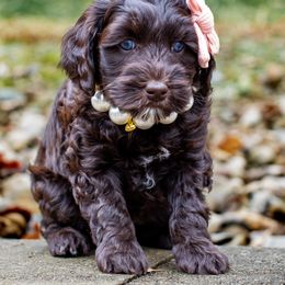 Australian Labradoodle Puppies from Providence Labradoodles, LLC