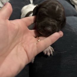 Rusty - Liver and white male German Shorthaired Pointer puppy in Logan, Utah from On Point Gun Dog's of Utah