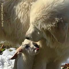 Swagger - Colorado Mountain Dog