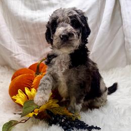 Salem - Blue merle female Aussiedoodle puppy in Taylor, Missouri from Pawsitively Doodles