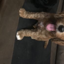 Goldendoodle Puppies from Flightline Doodles