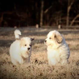Great Pyrenees and Leonberger Puppies from Easter Acres