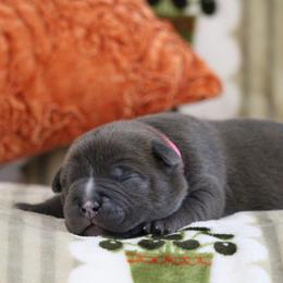 Pink Collar - Blue brindle female American Bully puppy in Easton, Maryland from Night Court Bullies