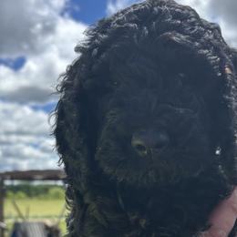 Poodles from Granite Valley Poodles