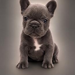 Silver - Blue male French Bulldog puppy in Union City, Tennessee from West Tennesse Frenchies