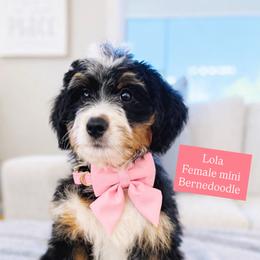 Lola - Tri-color female Bernedoodle puppy in Port Orange, Florida from Royal doodles of Florida