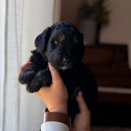 Grand Slam - Tri-color male Bernedoodle puppy in Benton, Arkansas from Cozy Creek Doodles