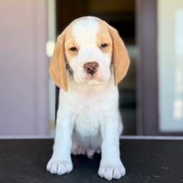BEIGNET - Green Boy - Tan and white male Beagle puppy in Las Vegas, Nevada from Vegas Valle Beagles