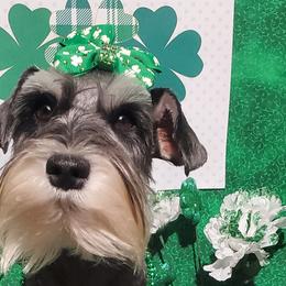 Rosemary - Black and silver Miniature Schnauzer puppy in Vernal, Utah from High Uinta Schnauzers