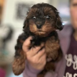 Lady Vicky - Phantom female Maltipoo puppy in Southern,, California from Maltipoo Tiny Pups & More