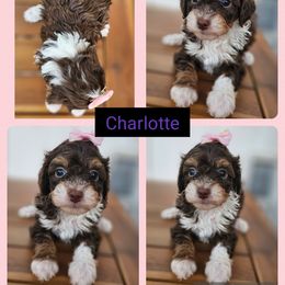 Charlotte - Phantom Bernedoodle puppy in Decatur, Tennessee from Diamond's Doodles