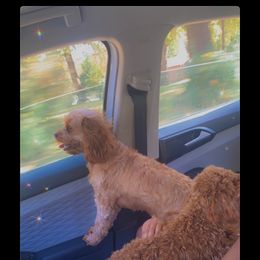 Luna - Cavapoo