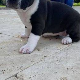 American Bullies from Christy Nau's American Bullies