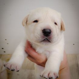 Boy 3 - Yellow male Labrador Retriever puppy in Holyoke, Massachusetts from Urban Oak Labradors LLC
