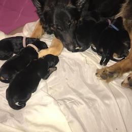 German Shepherd Puppies from EshelmanSchwitz German Shepherd Dogs