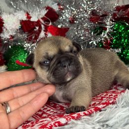 Penny - Fawn female French Bulldog puppy in Waitts Lake, Washington from Best Friend standard Frenchies