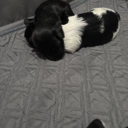 Miniature Schnauzer Puppies from Dara's Miniature Schnauzers