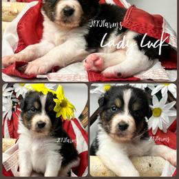 4 Lady Luck, BTF - Black tri-color female Australian Shepherd puppy in Huntington, Texas from JKKJ Farms, LLC