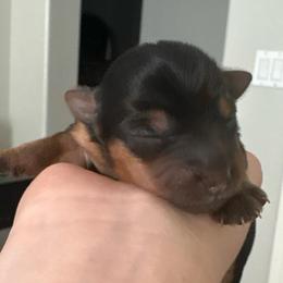 Girl 3 - Black and gold female Yorkshire Terrier puppy in Bakersfield, California from Tiny Tails Yorkies