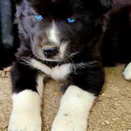 Siberian Husky Puppies from Moonlight Siberian Huskies