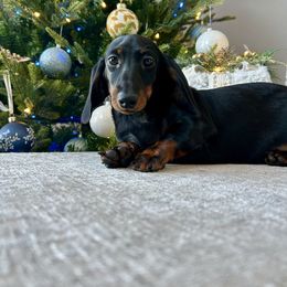 Lady Mary Crawley - Black and tan female Dachshund puppy in Temecula, California from Naomi Magee's Dachshund Kennel