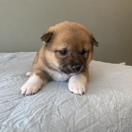 Poppy - Red female Shiba Inu puppy in Monett, Missouri from Happy Tails Shiba Inus