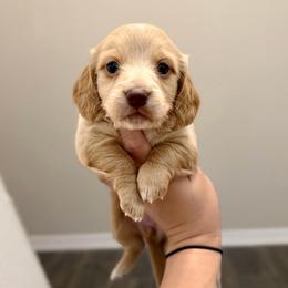 Chocolate Based Red Female - Cream female Dachshund puppy in Horizon City, Texas from Micah's Minis
